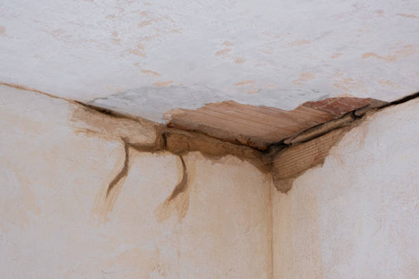 Best Local water damage restoration  in Tompkinsville, KY