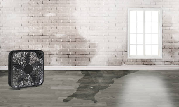Best Basement water damage restoration  in Tompkinsville, KY
